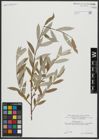 Foto von Salix alba L.